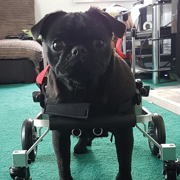 Physical Rehab for Disabled Dogs